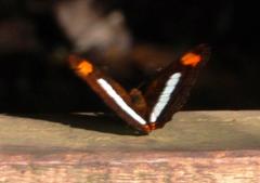 Adelpha iphiclus
