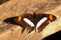 Adelpha iphiclus