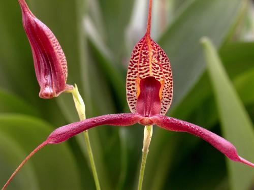 Fasciata Orchid