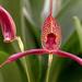Masdevallia fasciata - Photo (c) Quimbaya, μερικά δικαιώματα διατηρούνται (CC BY-NC-ND)