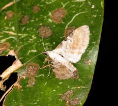 Eupithecia mundiscripta
