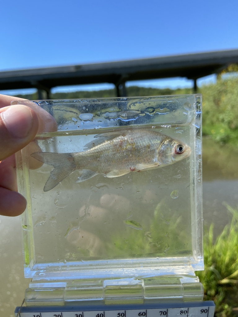River Carpsucker from Charles Mix County, USSD, US on August 15, 2023