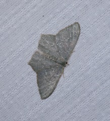 Maxates hemitheoides-lactipuncta-microdonta