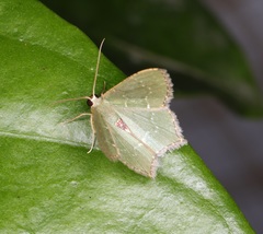 Hemithea tritonaria