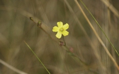 Linum floridanum