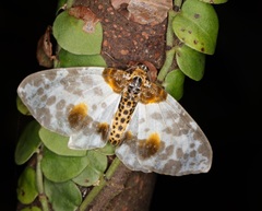 Abraxas amicula-illuminata