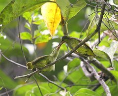 Arachnothera chrysogenys