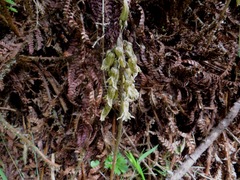 Gastrodia molloyi