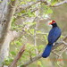 Purple Turacos - Photo (c) Saint Guillaume K. ODOUKPE, some rights reserved (CC BY-NC), uploaded by Saint Guillaume K. ODOUKPE