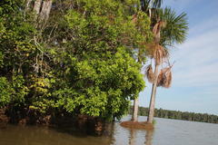 Tapirira obtusa
