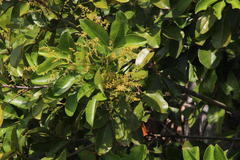 Tapirira obtusa