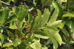 Tapirira obtusa