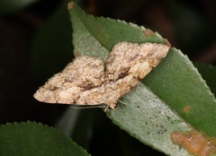 Psilalcis galsworthyi