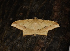 Krananda falcata