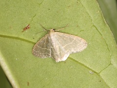 Lophophleps triangularis