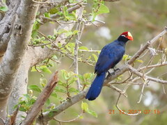 Violet Turaco photo 5