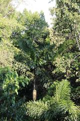 Socratea