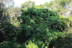 Ficus ypsilophlebia
