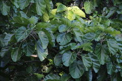 Ficus ypsilophlebia