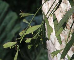 Pseudorhipsalis ramulosa