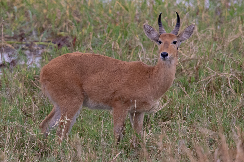 Redunca redunca, Babati, Tanzania, by skycladtrvlr