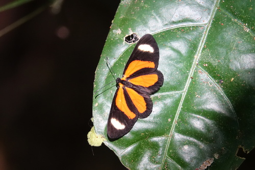 Cartea vitula