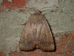 Sericaglaea signata