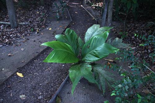 Geonoma brongniartii, photograph 3