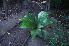 Geonoma brongniartii, photograph (c) Tony Rebelo, some rights reserved (CC BY-SA)