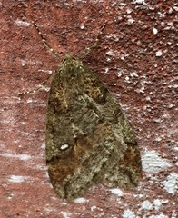 Paleacrita merriccata