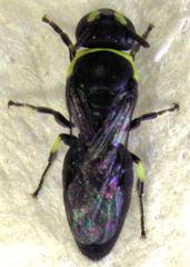 Hylaeus euxanthus