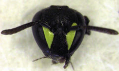 Hylaeus euxanthus