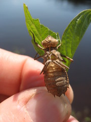 Neurocordulia michaeli