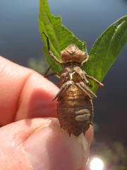 Neurocordulia michaeli