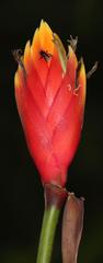 Heliconia episcopalis