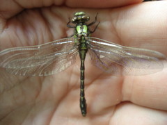Ophiogomphus colubrinus