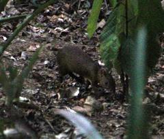 Dasyprocta variegata