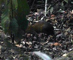 Dasyprocta variegata