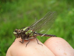 Ophiogomphus colubrinus