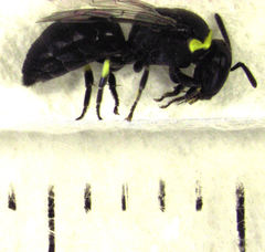 Hylaeus euxanthus