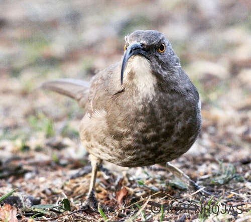 Curve-billed Thrasher, Distrito Federal, MX, photo 7 of 10