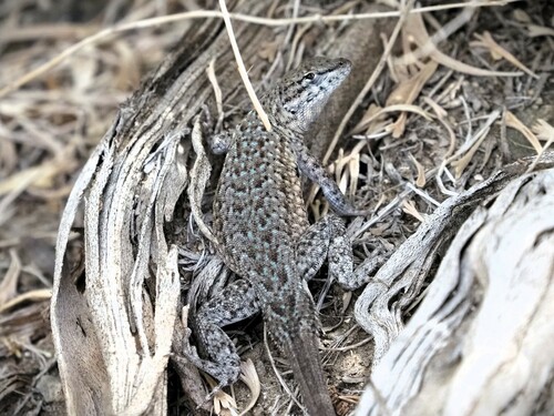 iNaturalist observation photo of Common Side-blotched Lizard