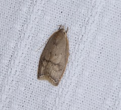 Scythropiodes
