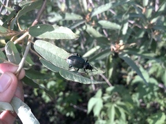 Calosoma granatense