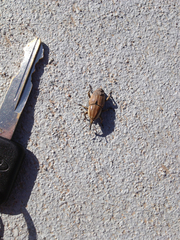 Sphenophorus aequalis