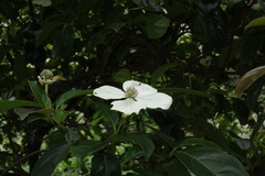 Cornus hongkongensis