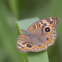 Junonia genoveva hilaris