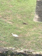 Bubulcus ibis