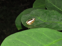 Afrixalus fornasini