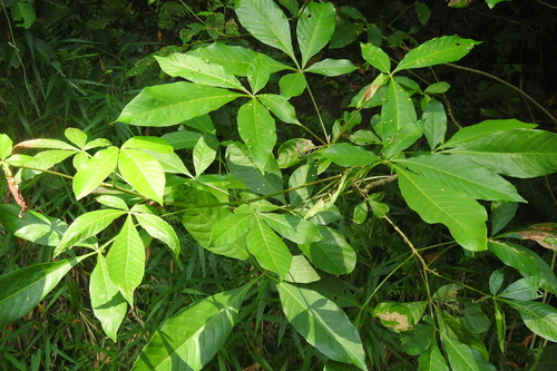 Image of Vitex pinnata by (c) Manoj Karingamadathil, some rights reserved (CC BY-SA)
